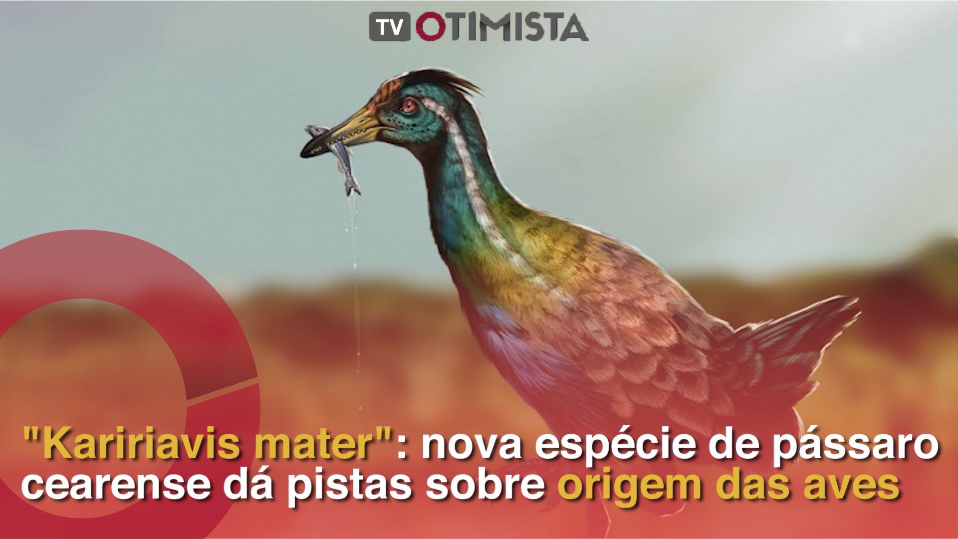 “Kaririavis mater”: nova espécie de pássaro cearense dá pistas sobre origem das aves
