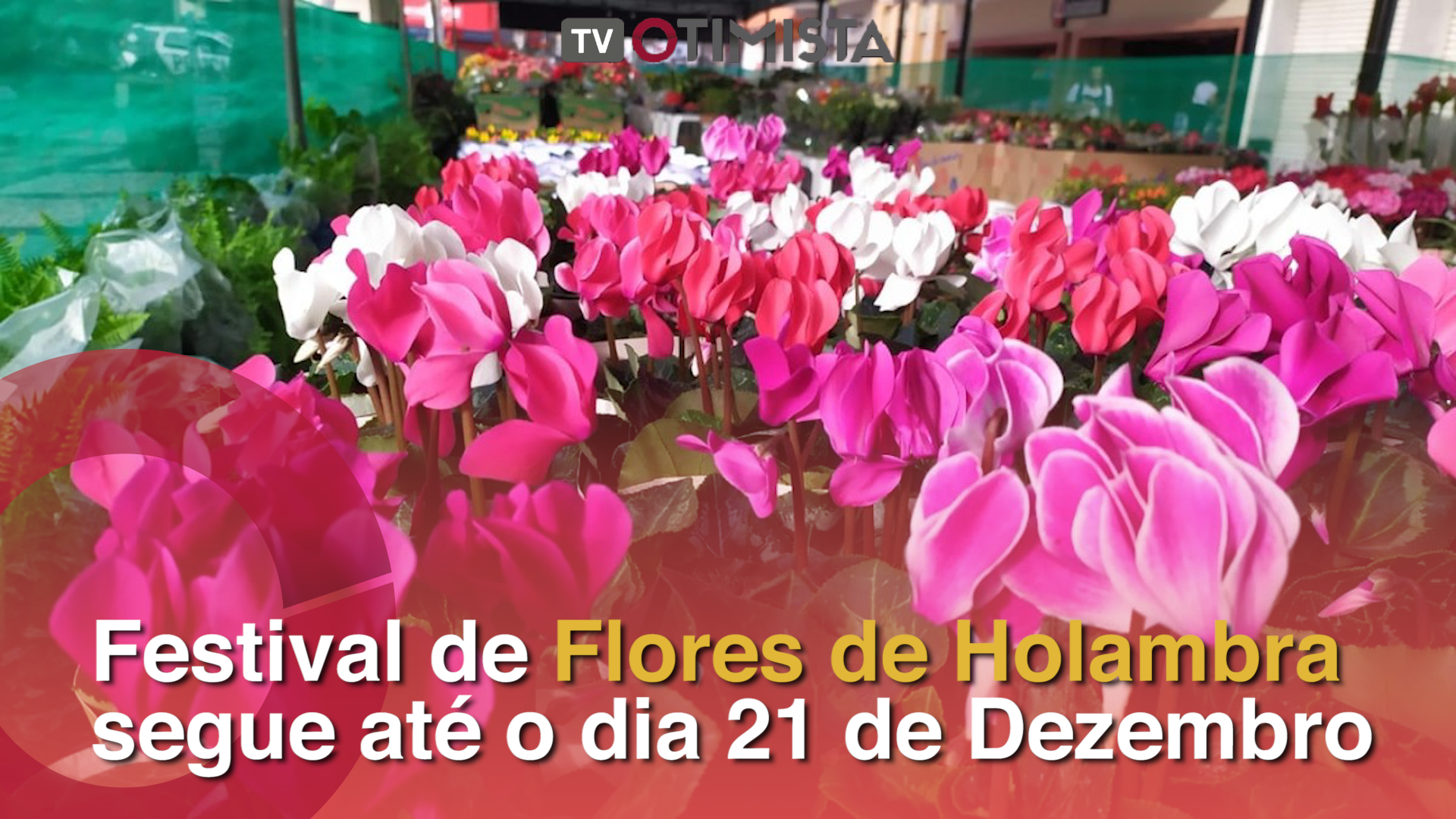 Festival de Flores de Holambra segue até o dia 21 de Dezembro