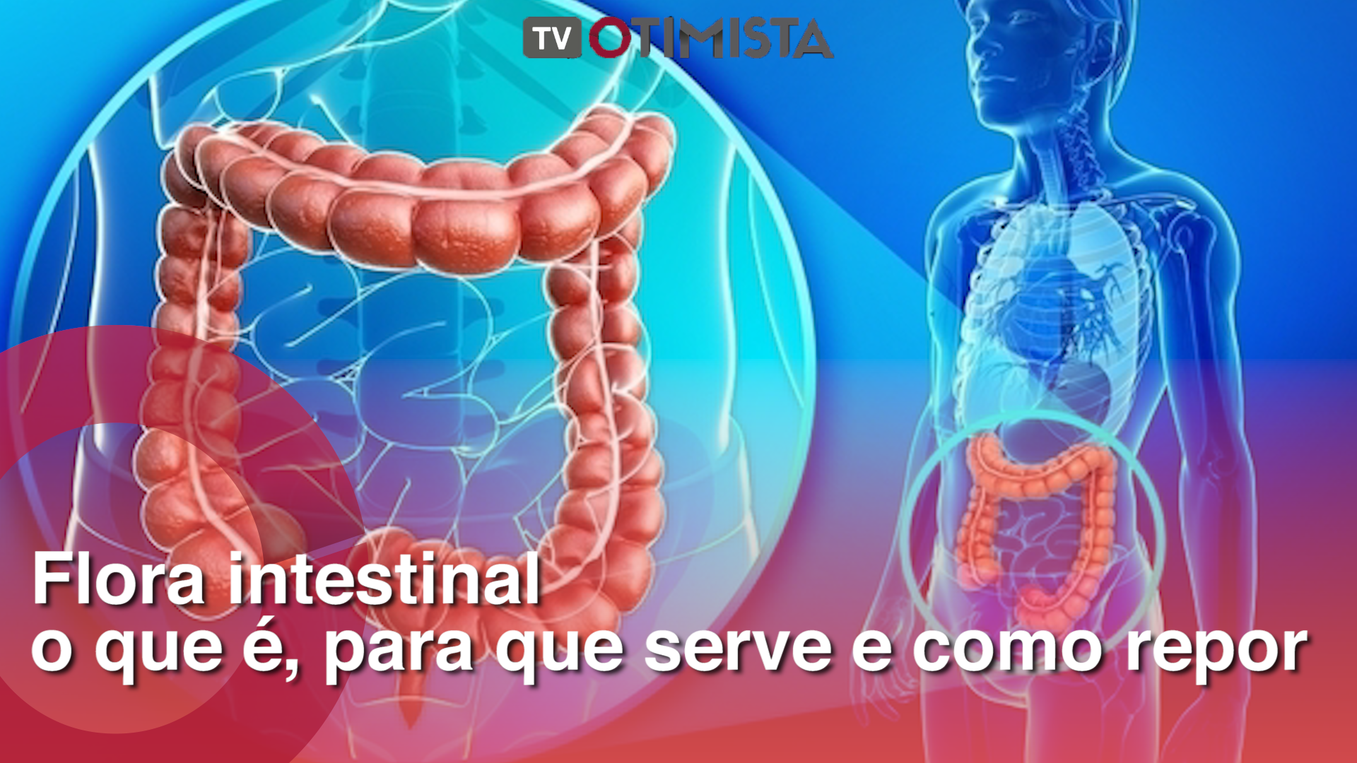 Flora intestinal: o que é, para que serve e como repor