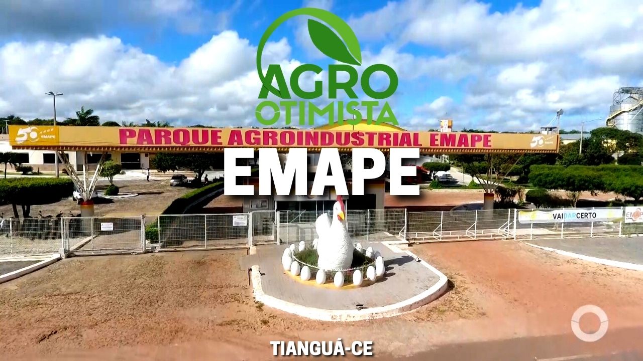 Agro Otimista mostra a produção de ovos da EMAPE em Tianguá